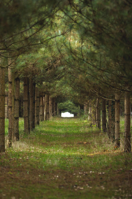 Louerre Manoir Du Bois Noblet Bed & Breakfast エクステリア 写真